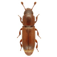 Vzácný brouk starých dubů se po více než sto letech objevil v chráněné krajinné oblasti Soutok